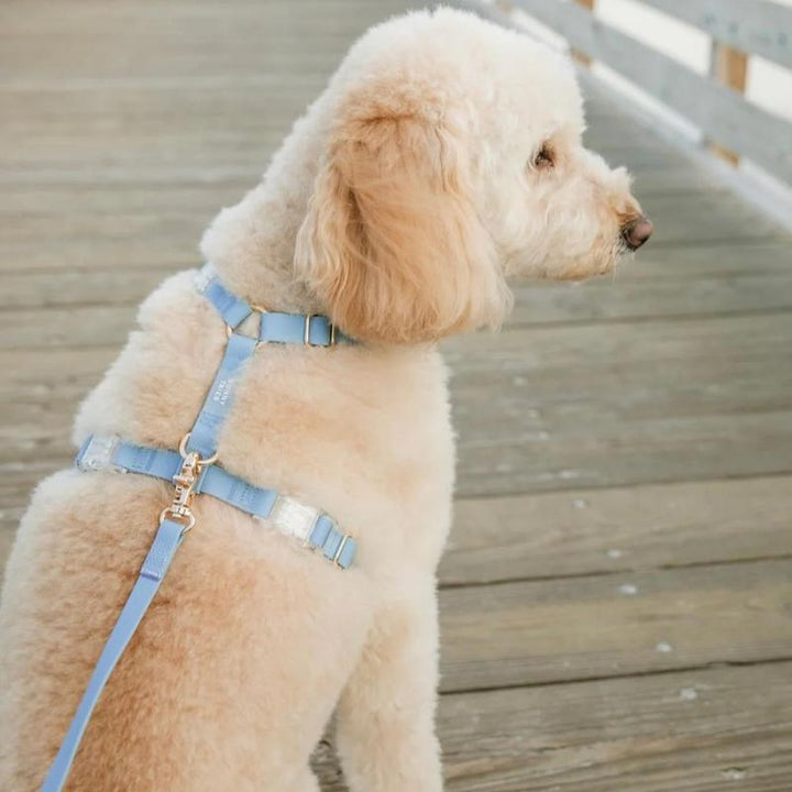 4-In-1 Cloud Hands Free Leash 5/8" Dog Harness Bundle ($108 Value)