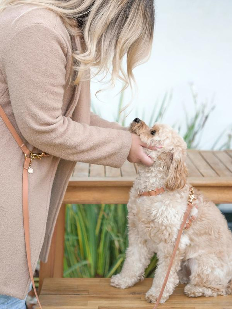 4-In-1 Cloud Hands Free Leash 5/8" Dog Harness Bundle ($108 Value)