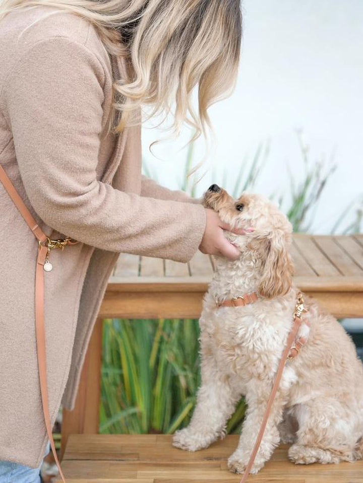 4-In-1 Cloud Hands Free Leash 5/8" Dog Harness Bundle ($108 Value)