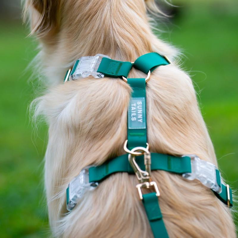 4-In-1 Cloud Hands Free Leash 5/8" Dog Harness Bundle ($108 Value)